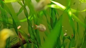Мой аквариум 30 л/30 л кубик с гуппи эндлера и креветками/My 30L tank with shrimp and guppy endler