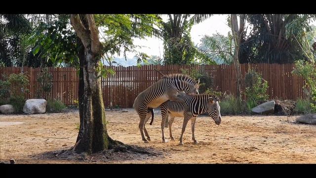 Mating Zebras in Singapore Zoo (NSFW) смотреть онлайн