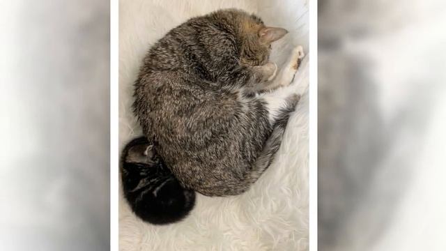 Котёнок не переставал плакать, пока старый кот не взял его под своё крыло смотреть онлайн