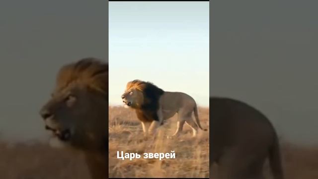 Царь зверей смотреть онлайн