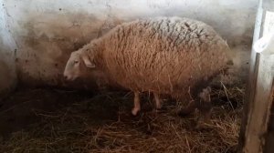 Первые роды овцы кубышевской породы