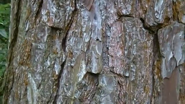 Samsung SMX-F50BN TEST