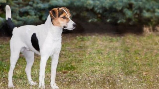 Фокстерьер плюсы и минусы породы Собаководство | Порода собак Фокстерьер смотреть онлайн