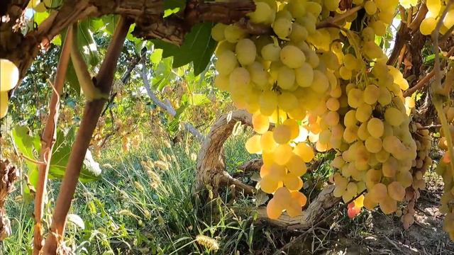 GRAPES OF UZBEKISTAN смотреть онлайн