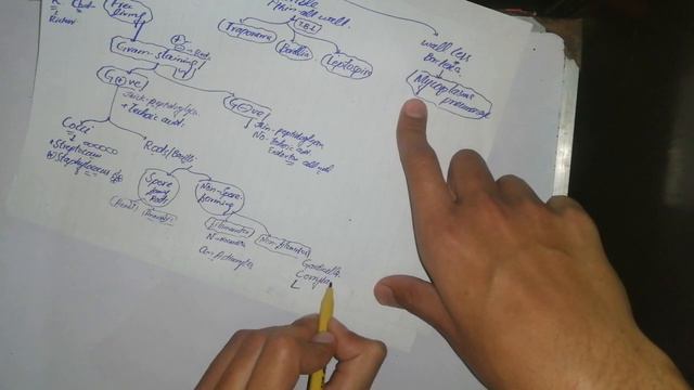 Microbiology Lecture #1. microbiology levinson. Classification Of Bacteria #bacteriology. 🌹 #micro смотреть онлайн
