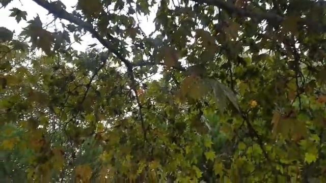 Кафе-зоопарк в Турции. Запеченная форель | Medina Afacan - Турция смотреть онлайн