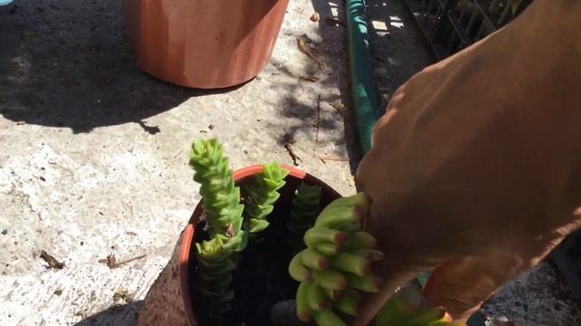 Crassula Perforata | Cuidados y propagación смотреть онлайн