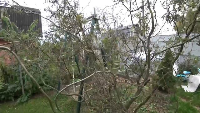 ВЛОГ Ромашка 2 метра высотой ( ЛЕВКАНТЕМЕЛЛА поздняя) / Стакан воды по утрам 28 сентября 2020 г. смотреть онлайн