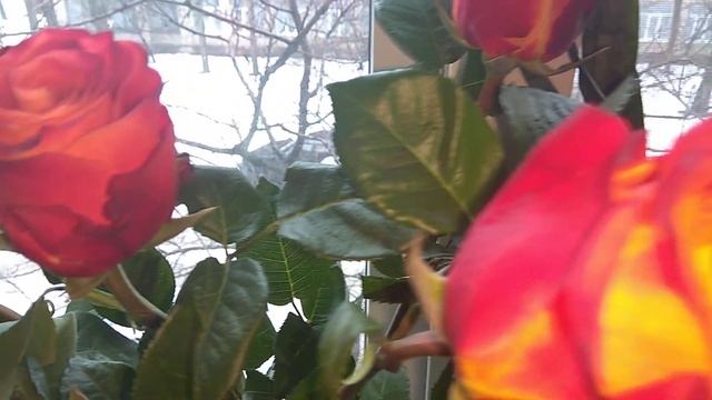 Двухцветная Роза на подоконнике. Видео смотреть онлайн