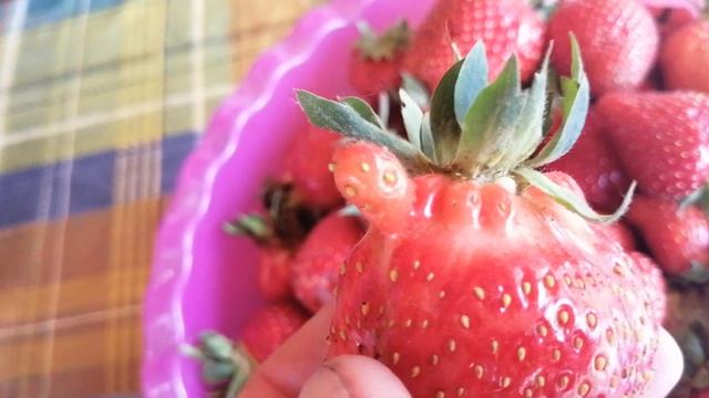Клубника Сирия и Азия смотреть онлайн