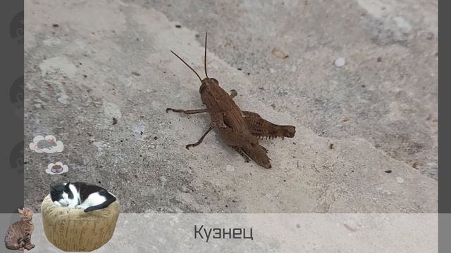 Гости: Прыг! смотреть онлайн