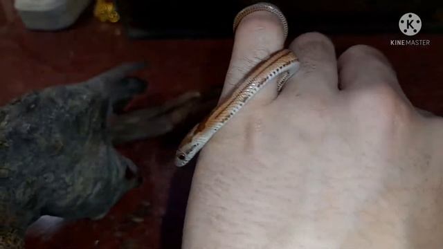 Я купил змею! Маисовый полоз. Первая змея маисовый полоз. смотреть онлайн