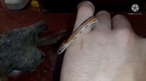 Я купил змею! Маисовый полоз. Первая змея маисовый полоз.