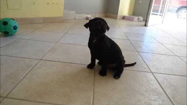 PITBULL BLACK NOISE смотреть онлайн