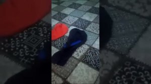 боз як келини хонара капидан кати марди бегона