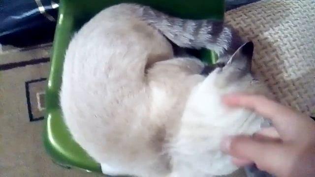 Кот какает на горшке смотреть онлайн