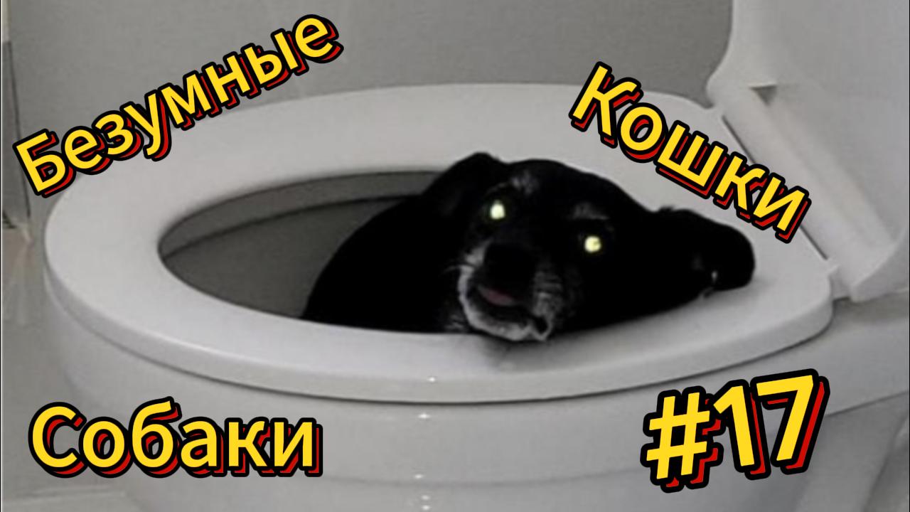 ДО СЛЁЗ ? подборка безумных кошек и собак | Смешные видео - Лучшие ПРИКОЛЫ 17 смотреть онлайн