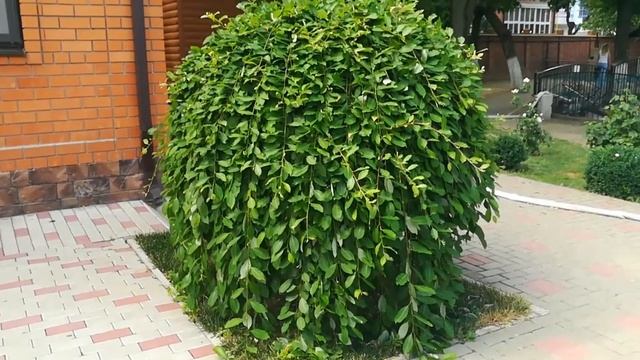 Ейск ! Лето , юг , отдых , отпуск , море , закат , релакс , любимая песня многих ! смотреть онлайн