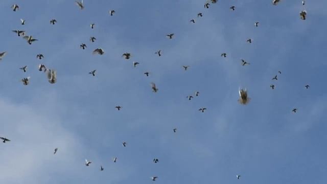 Голуби БАКИНСКИЕ часть 2 смотреть онлайн