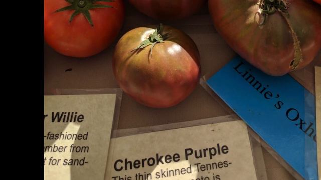 Cherokee Purple Tomato Giveaway (closed) смотреть онлайн