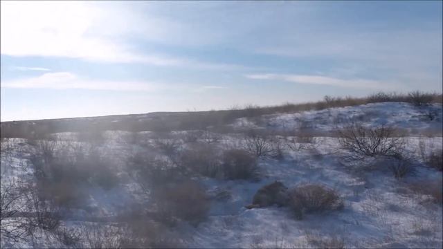 Охота на волков .ВОЛКИ ЗАГРЫЗЛИ КОРОВУ( hunting for wolves ) смотреть онлайн