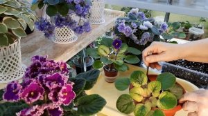 Как правильно посадить ампельную, трейлерную фиалку? Сорт 23-Речка Северка!