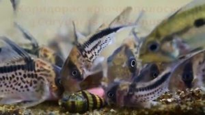 Сомики коридорасы: Блоха, лорето, Бургесса, аркуатус, длинноребристый, крючкополосый, Шульца