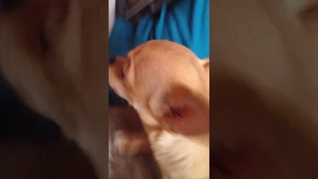 чихуахуа поет/ chihuahua songs смотреть онлайн