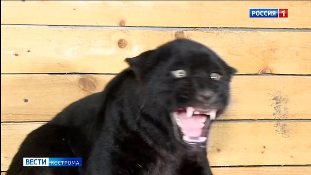 Ягуар в Костромском зоопарке: маленький, чёрный и шипит смотреть онлайн