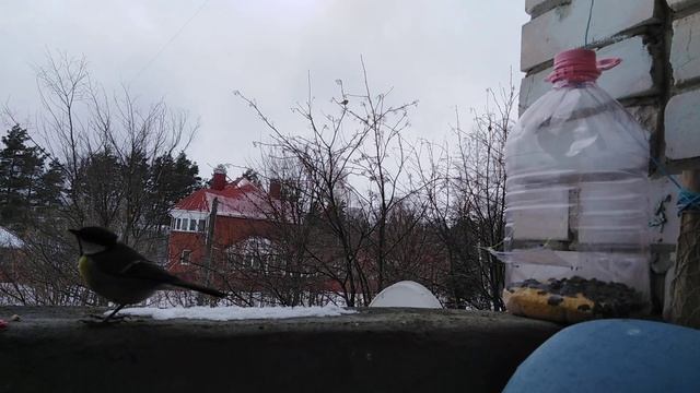 Ловушка на птиц из пластиковой бутылки #2 смотреть онлайн