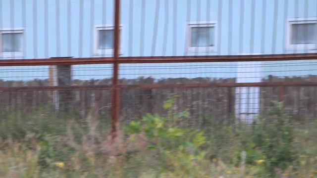 Вот так ЛЬВИНАЯ КОМПАНИЯ и их вечерний отдых! смотреть онлайн