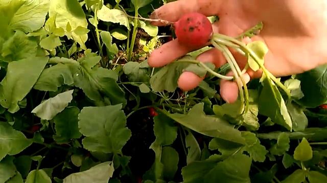 Крупноплодные сорта редиски, Селеста и Сакса. 06.05.18 смотреть онлайн