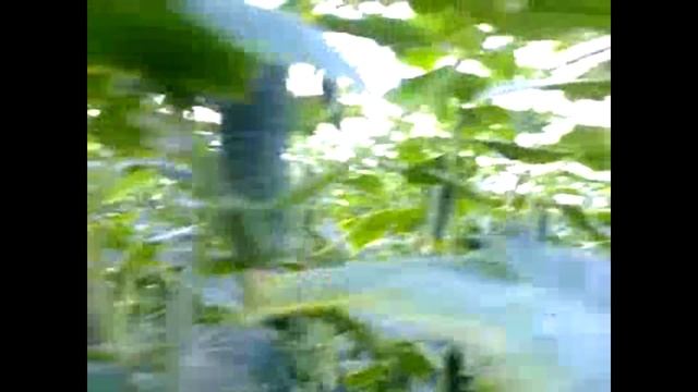 Огурец СВ 4097 ЦВ F1 смотреть онлайн