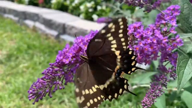 Butterfly Bush Flowers