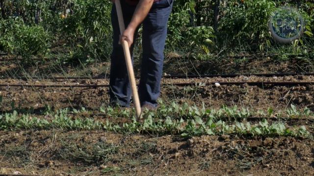 1 Ложка Осенью Заменит 100 Удобрений! Осенью Сыпать Под Все растения! смотреть онлайн