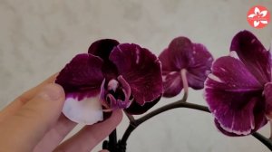 Орхидея Каменная Роза. особенности сорта