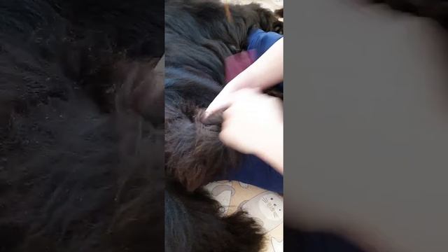 Домашний груминг ньюфаундленда