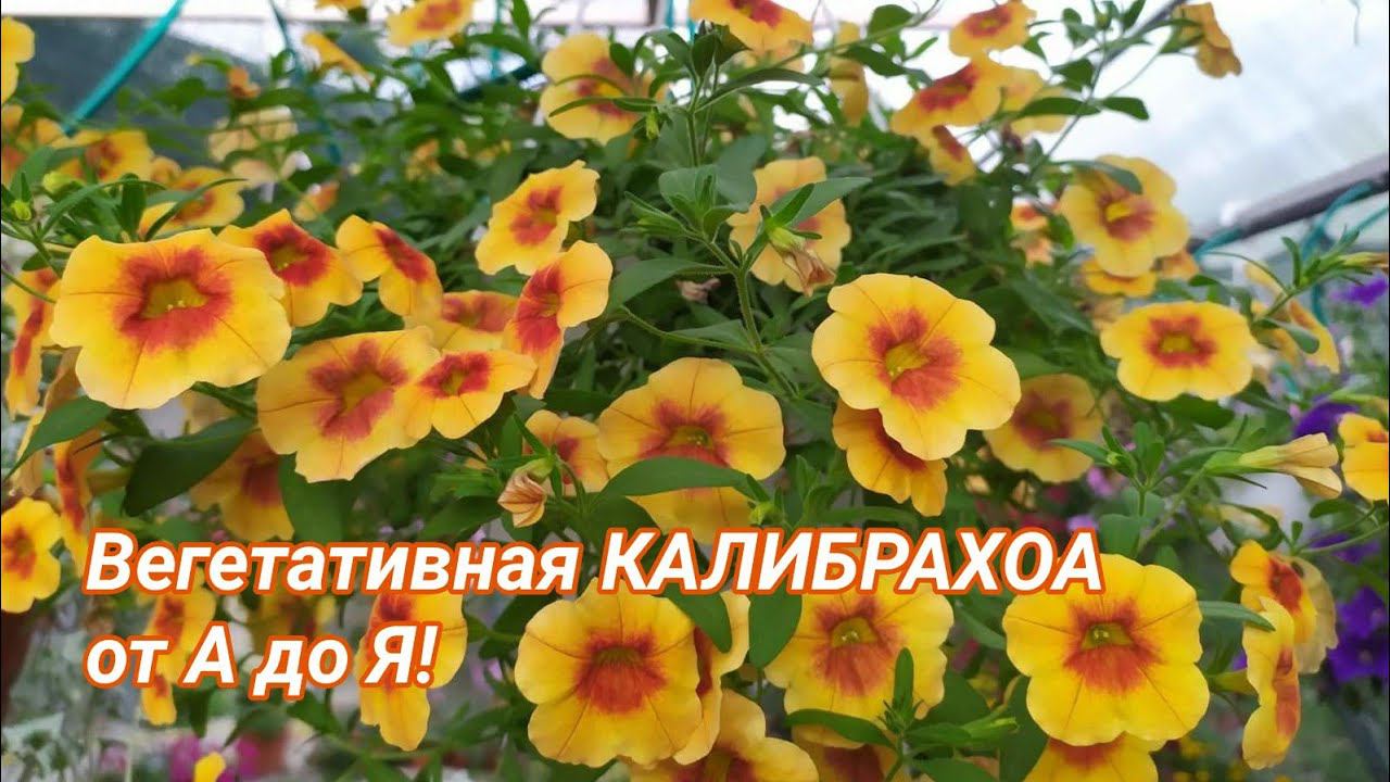 Вегетативная КАЛИБРАХОА от А до Я! смотреть онлайн
