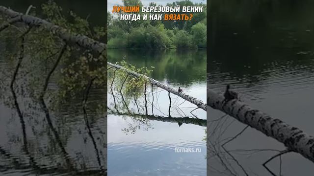 Когда готовить веники для бани? #березовыйвеник #баня смотреть онлайн