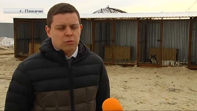 В Покачах будут решать проблему бродячих собак смотреть онлайн