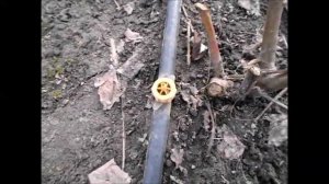 КАПЕЛЬНЫЙ ПОЛИВ ЕЖЕВИКИ компенсированными капельницами