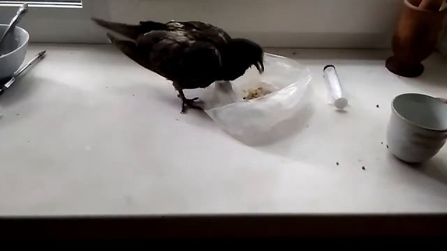 Крошка снимает пробу смотреть онлайн