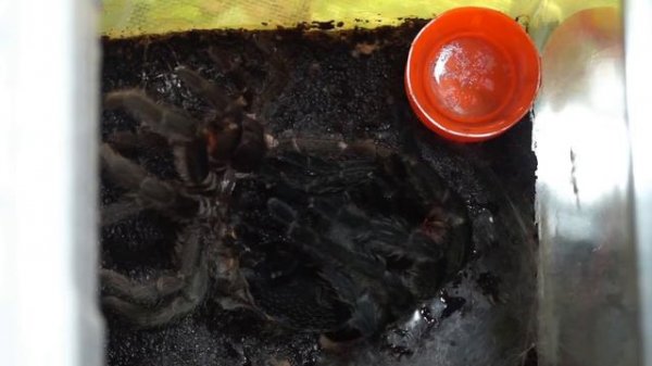 Grammostola Pulchra molt. Линька паука.