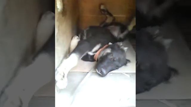 Наш. Пёс. Спит смотреть онлайн