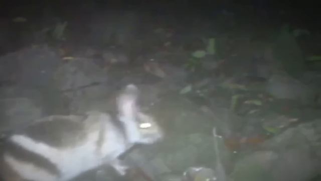 This Ranger Can't Explain What His Trail Camera Just Captured Deep Within These Woods смотреть онлайн
