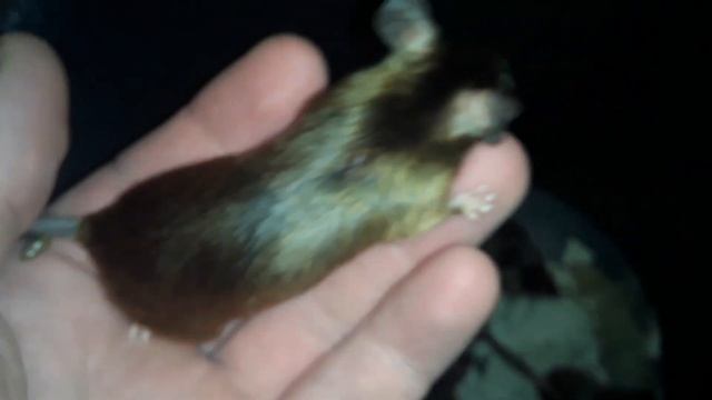 какой цвет у мышки ?.Каприза смотреть онлайн