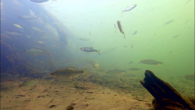 Incredible underwater world, underwater footage. смотреть онлайн