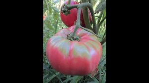 томат Андреевский сюрприз