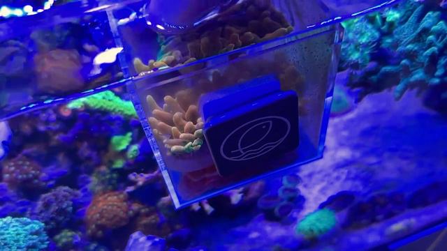 Reefing 101 - Adding a Colorado Sunburst Anemone to an Established Reef Tank смотреть онлайн