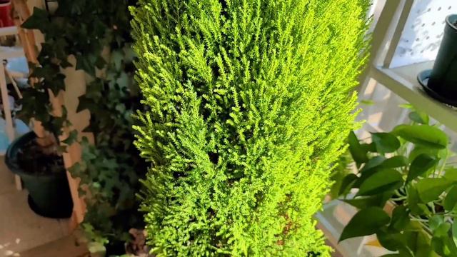율마 물주는 때를 알려면 손으로 만져 보세요 #율마키우기 #How to care for lemon cypress indoors смотреть онлайн